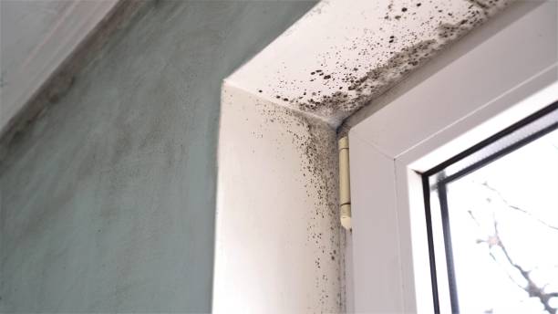 Best Mold Removal Specialists  in Potomac Heights, MD