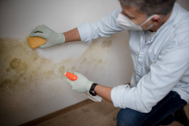 Best Mold Damage Repair  in Potomac Heights, MD
