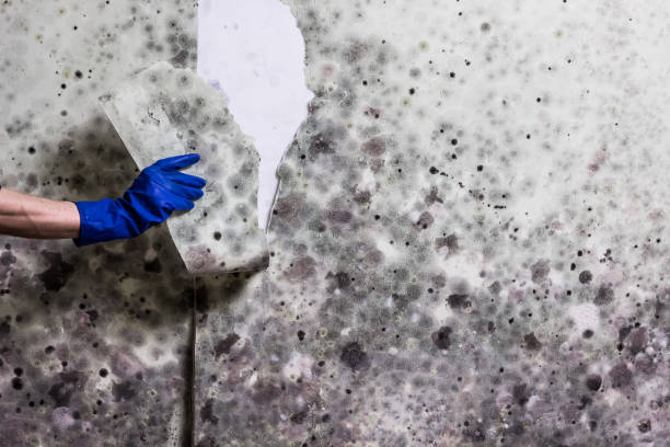 Best Residential Mold Removal  in Potomac Heights, MD